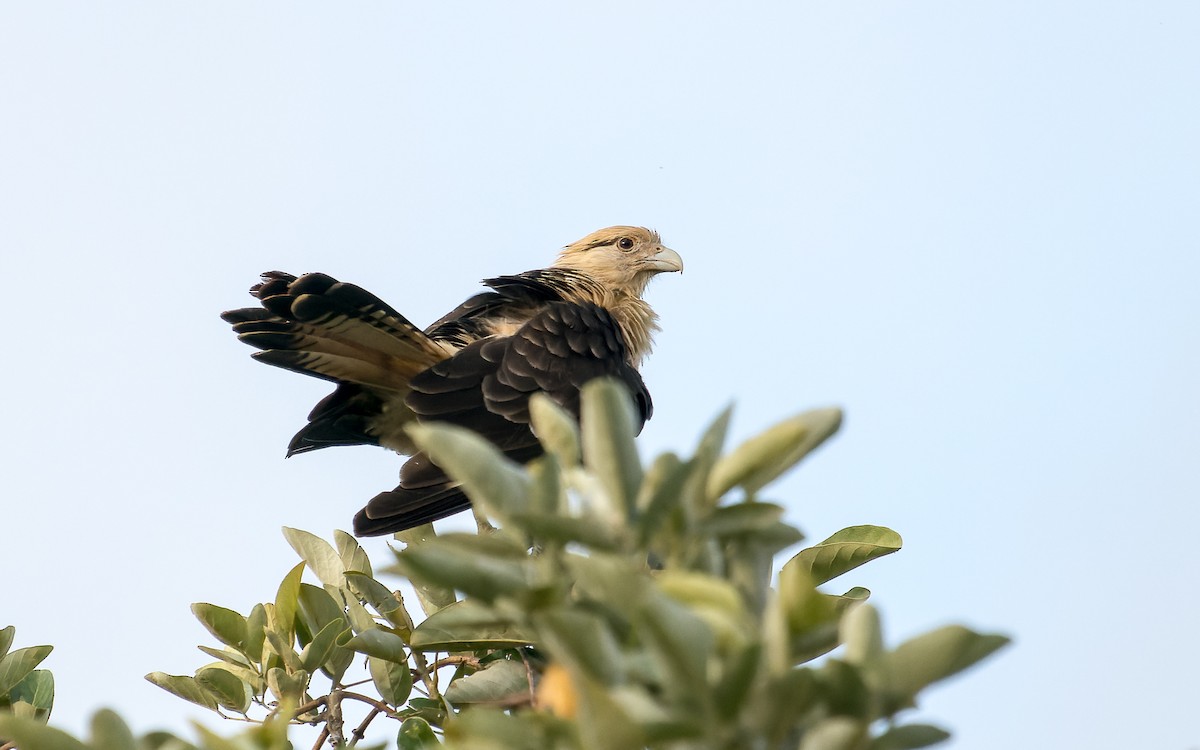 Caracara Chimachima - ML620642656