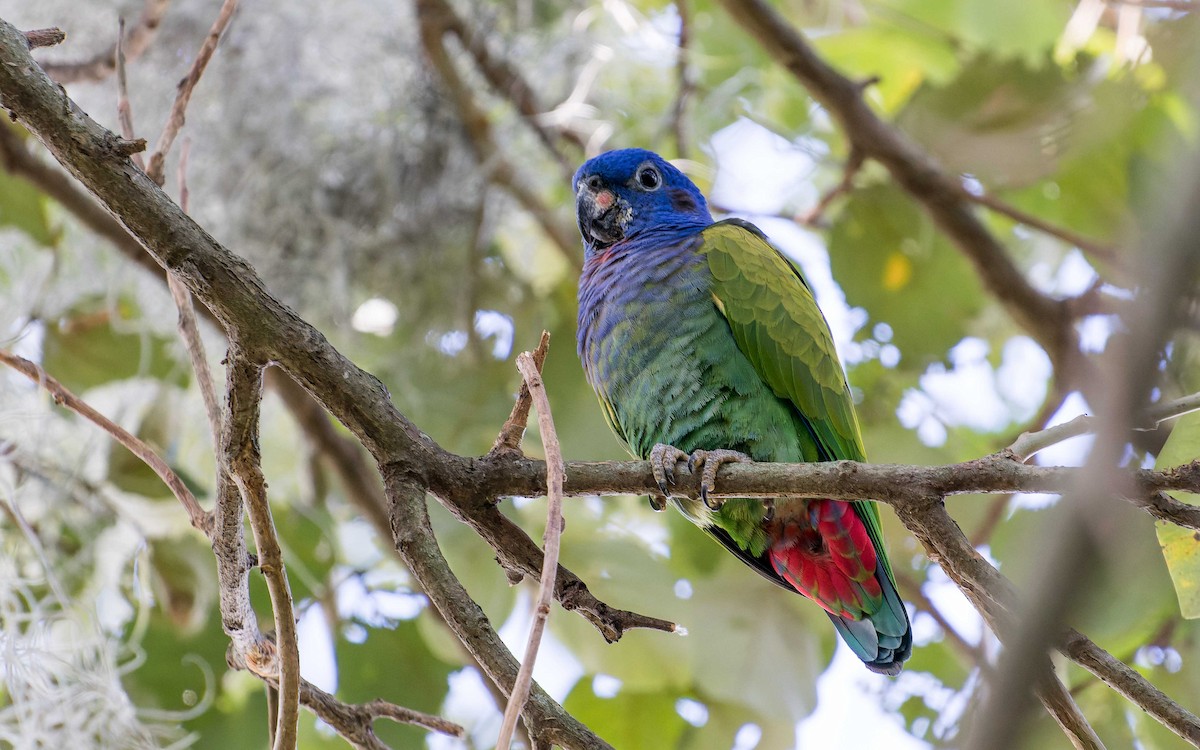 Blue-headed Parrot - ML620642660