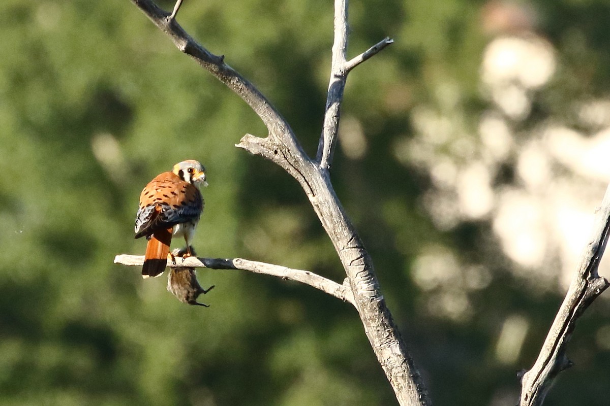 American Kestrel - ML620642661