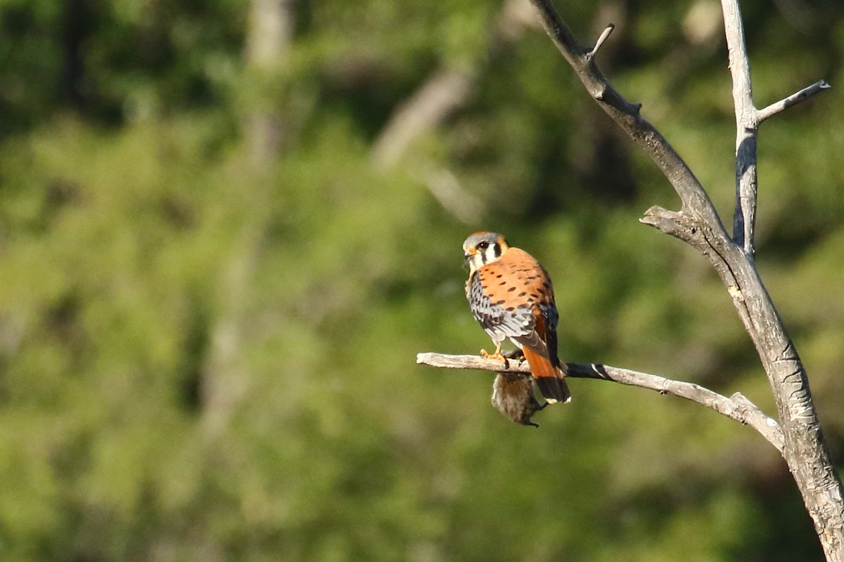 American Kestrel - ML620642662