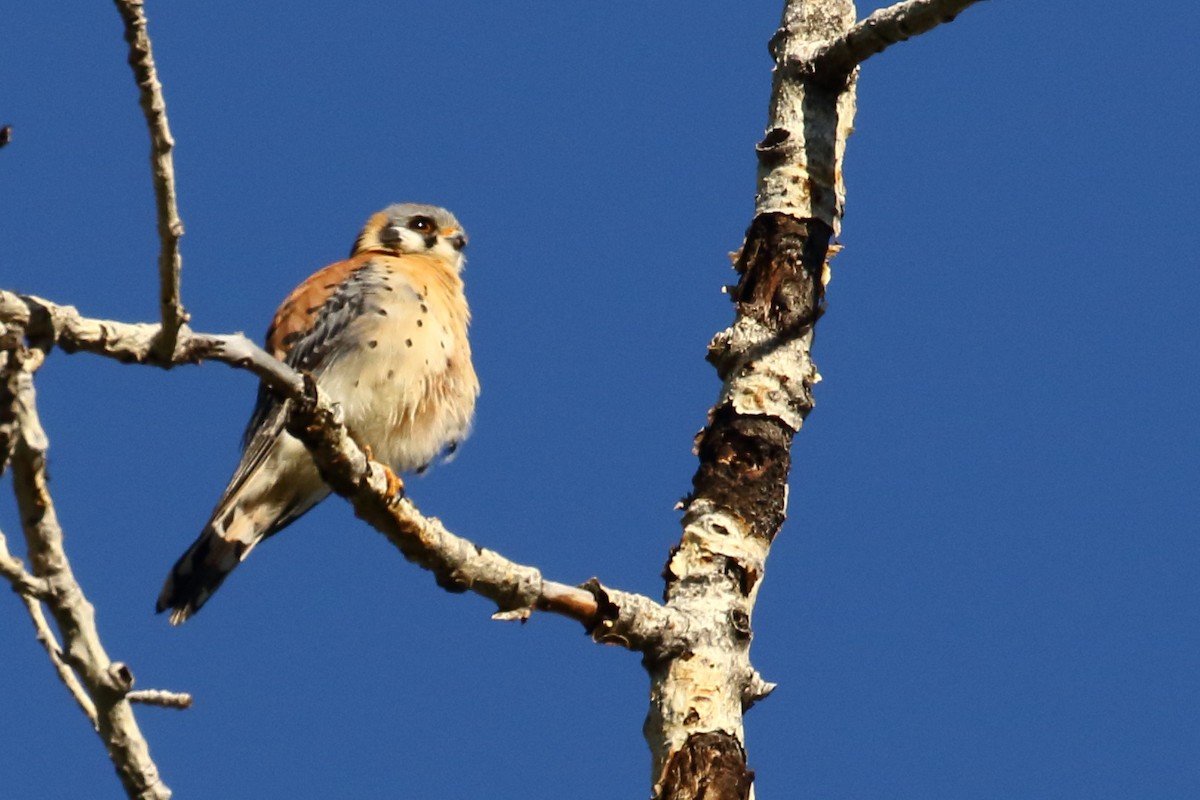 American Kestrel - ML620642663