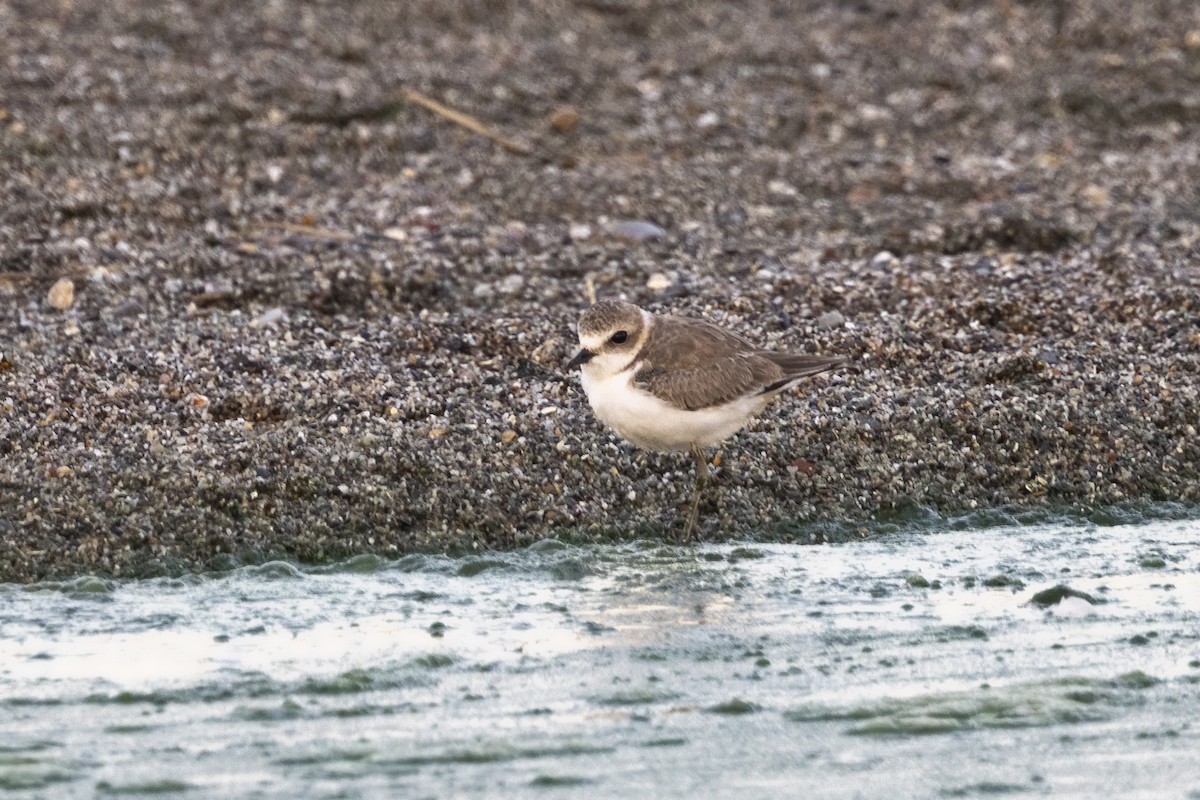 Kentish Plover - ML620642669