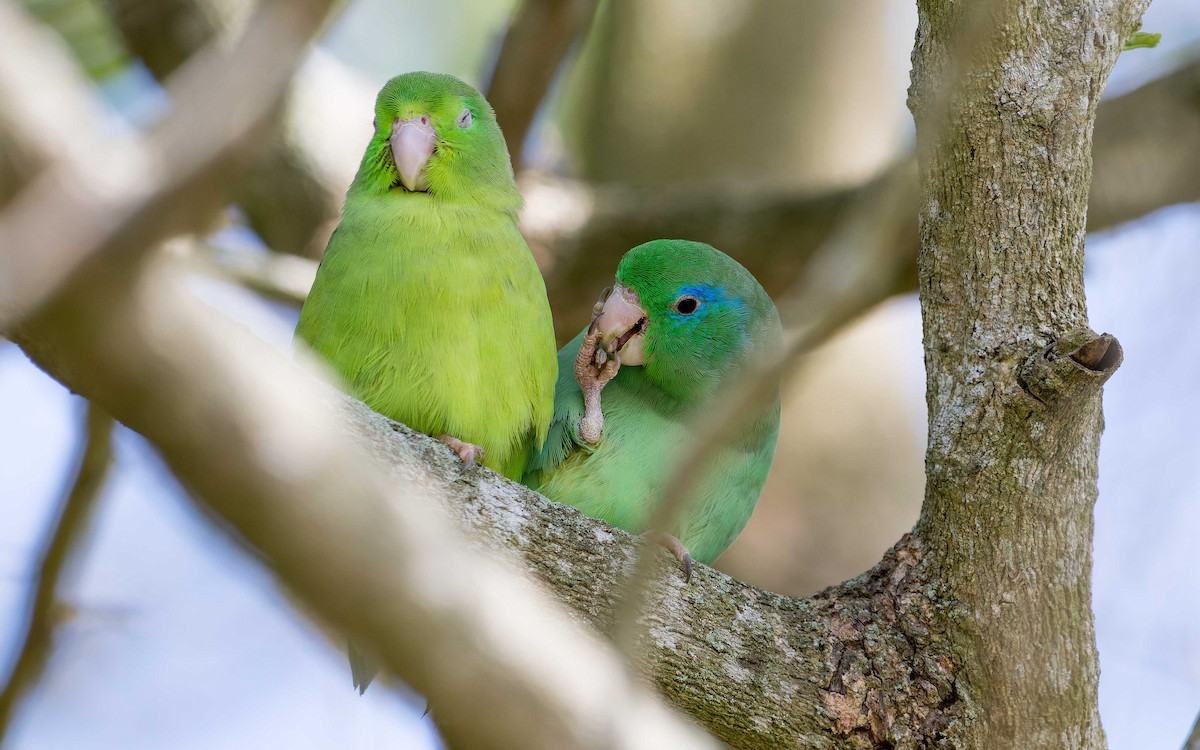 Spectacled Parrotlet - ML620642670