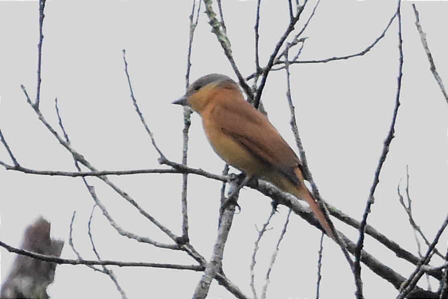 Bécarde à calotte rousse - ML620642671