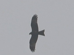 Black Kite - ML620642672