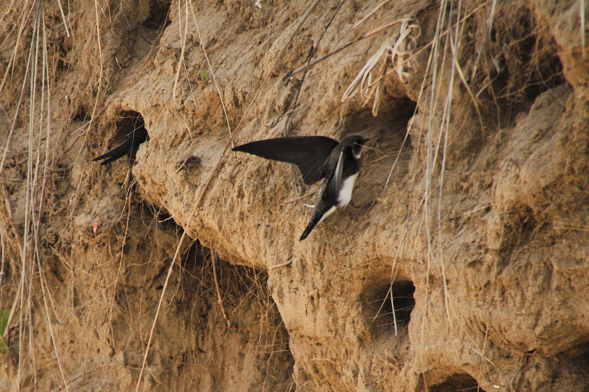 Bank Swallow - ML620642675