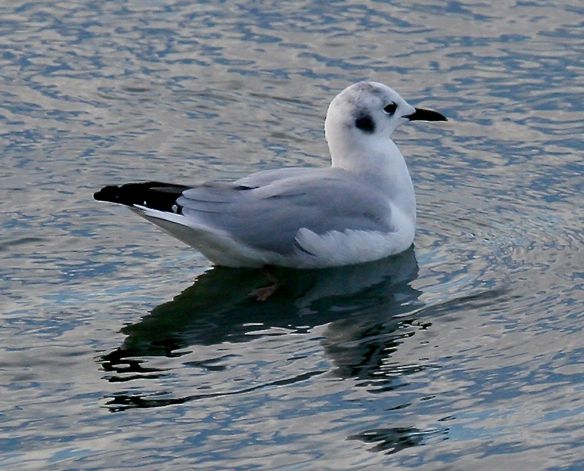 Bonaparte's Gull - ML620642677