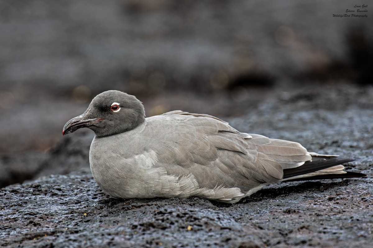 Mouette obscure - ML620642678
