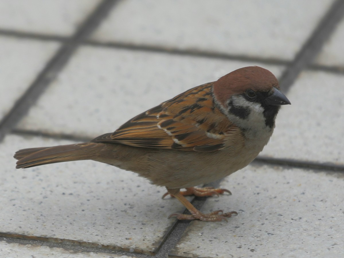 Eurasian Tree Sparrow - ML620642679