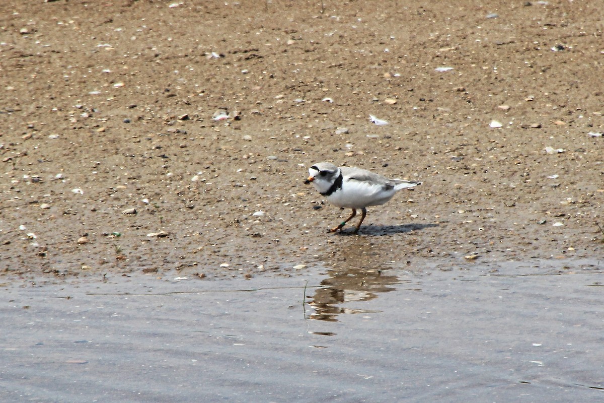 Piping Plover - ML620642681