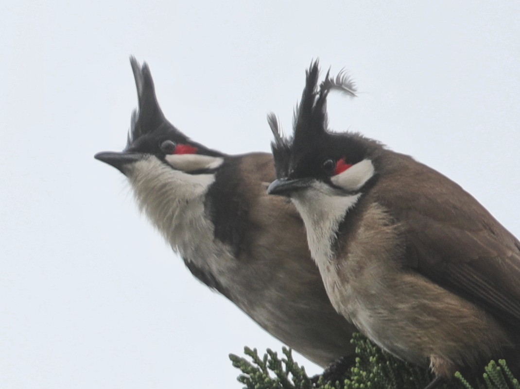 Red-whiskered Bulbul - ML620642684