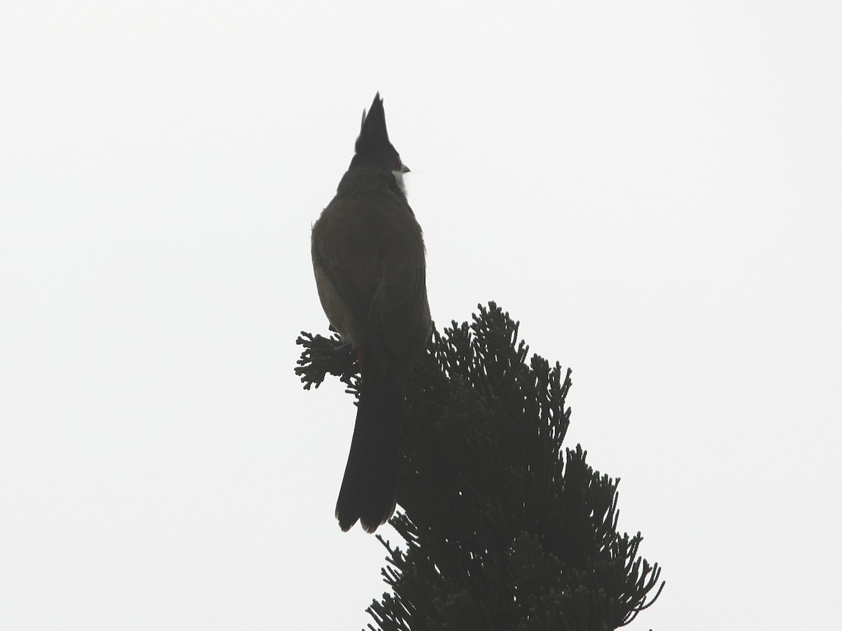 Red-whiskered Bulbul - ML620642689