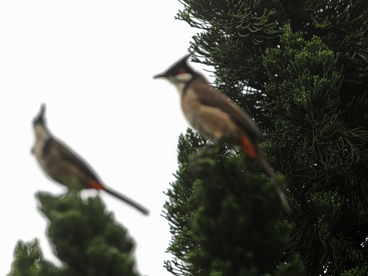 Red-whiskered Bulbul - ML620642691