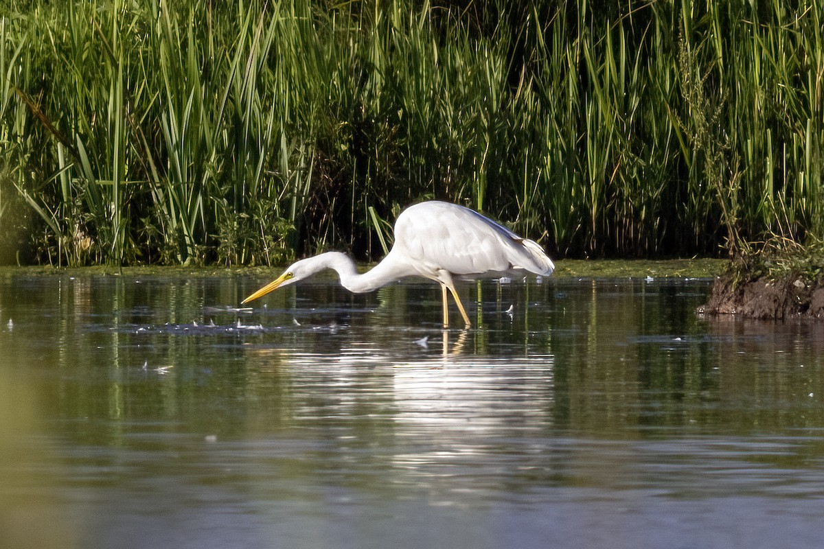 Great Egret - ML620642692