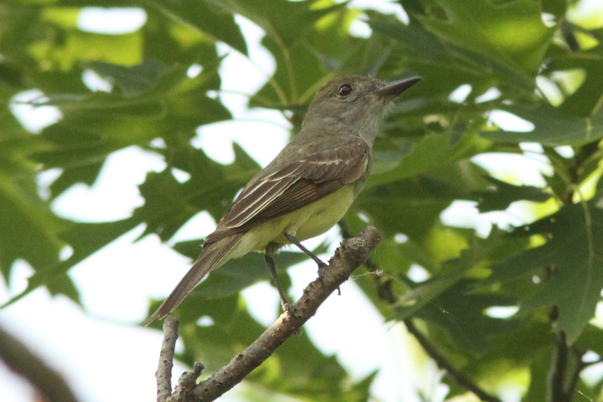 Great Crested Flycatcher - ML620642693