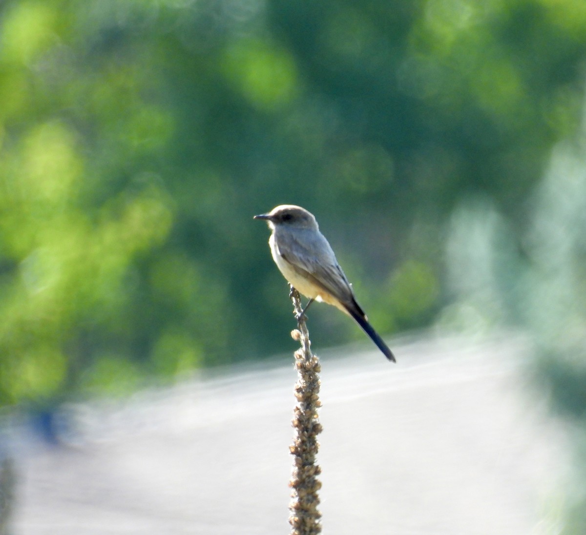 Say's Phoebe - ML620642694