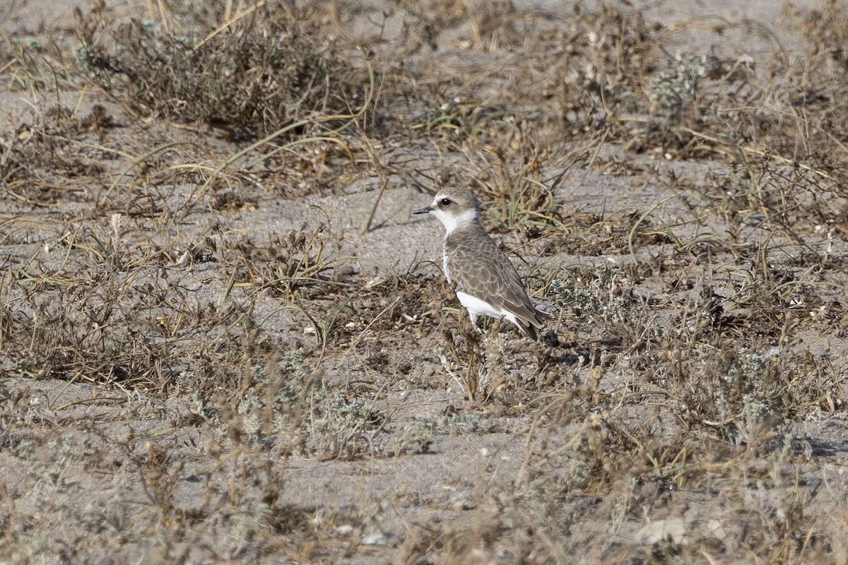 Kentish Plover - ML620642697