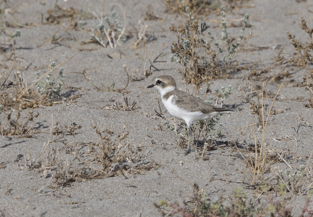 Kentish Plover - ML620642698