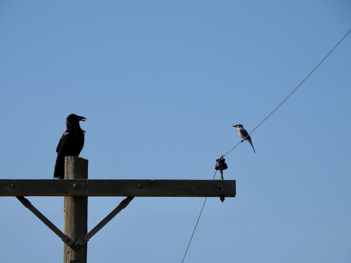 Common Raven - Susan Ringoen