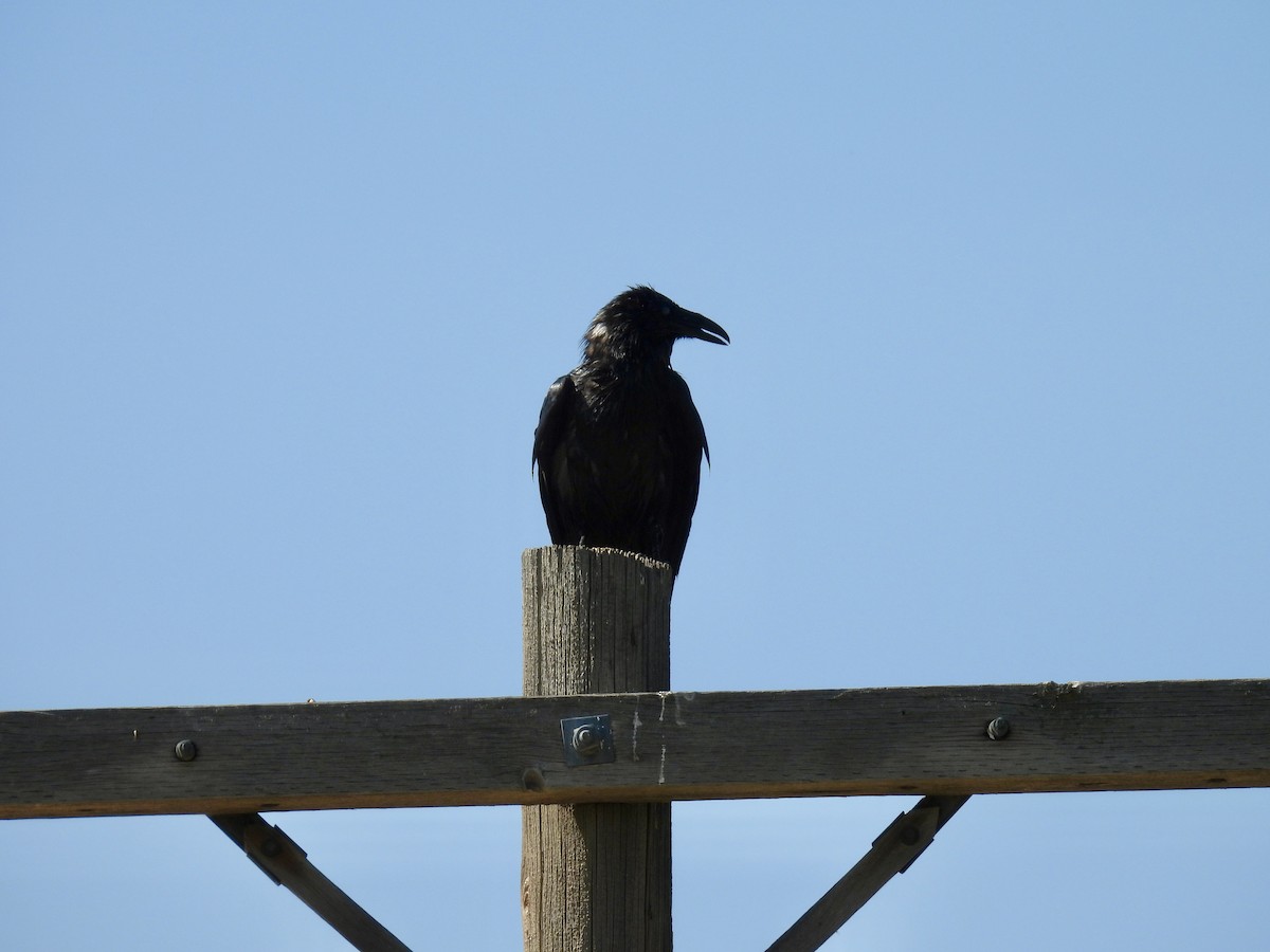 Common Raven - ML620642702