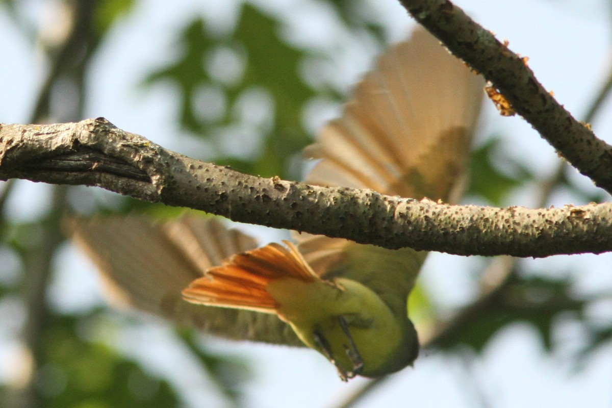 Great Crested Flycatcher - ML620642703