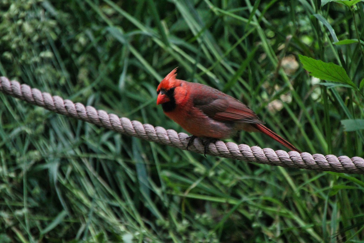 Northern Cardinal - Aspen Shih