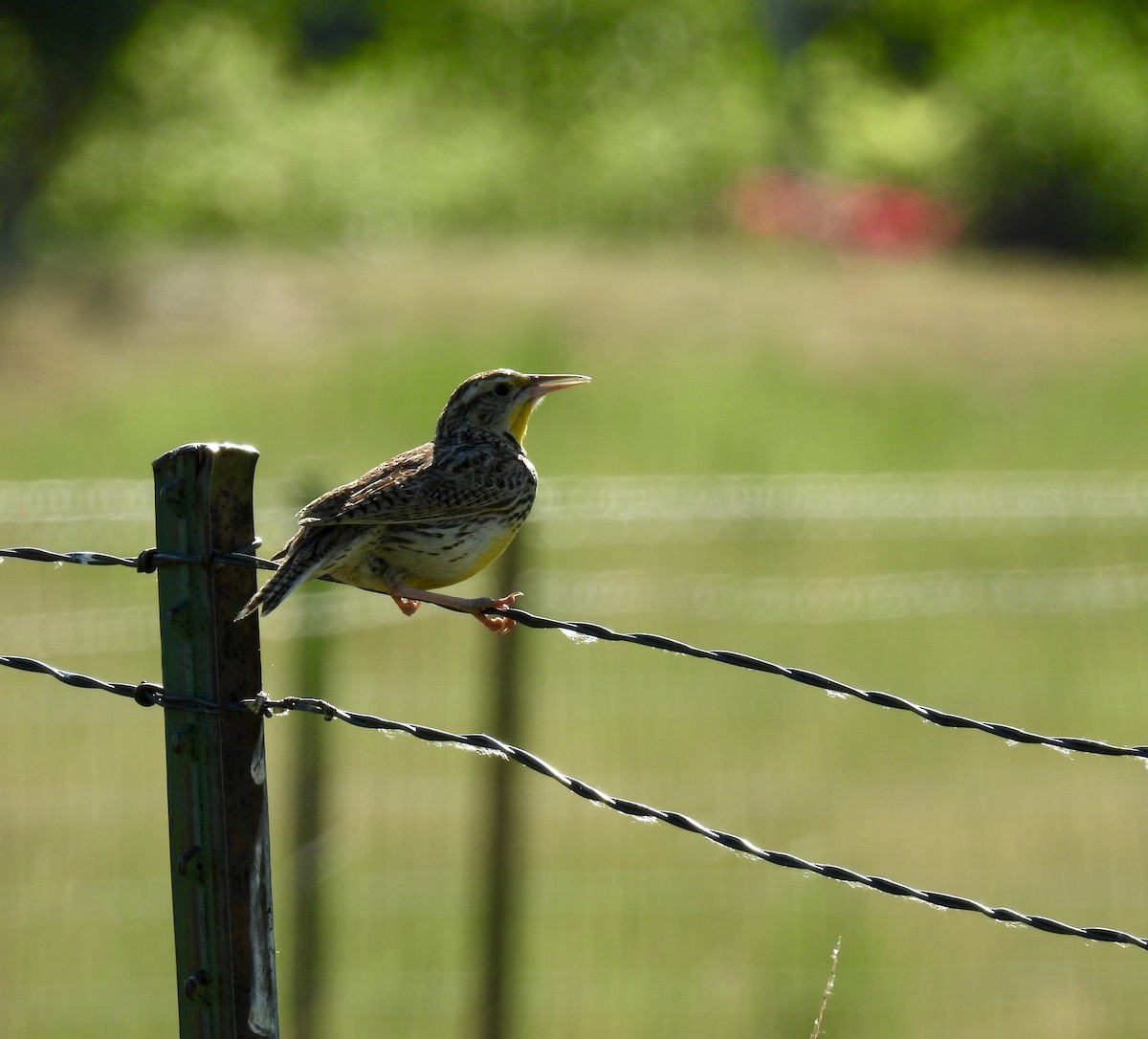 Western Meadowlark - ML620642705