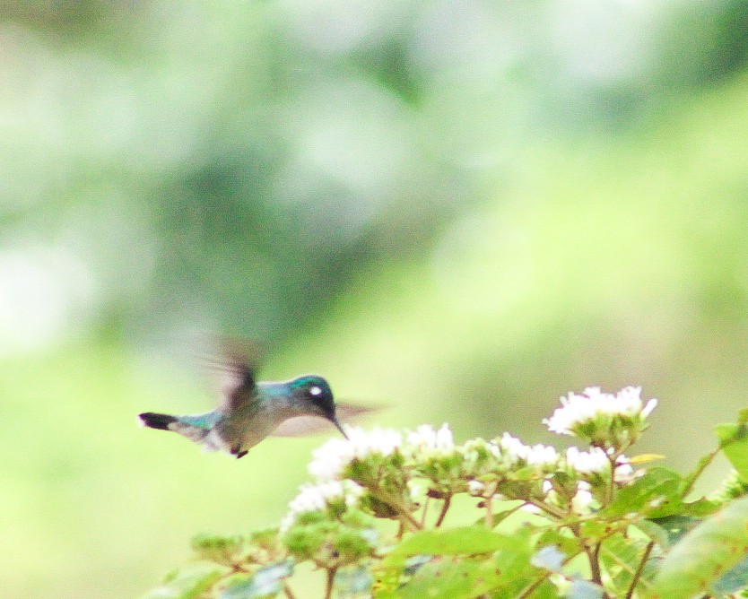 Colibri à tête violette - ML620642708