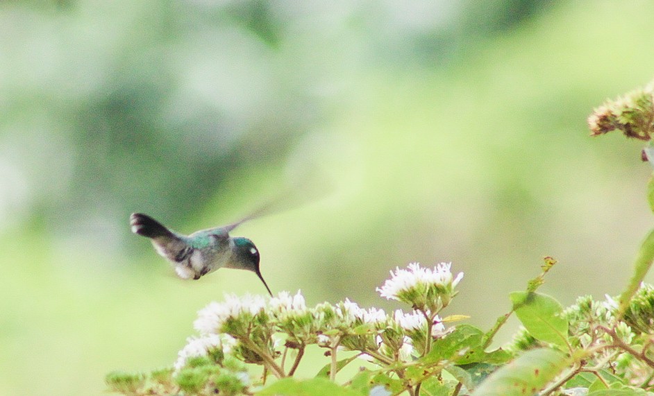 Colibrí Cabeciazul - ML620642709