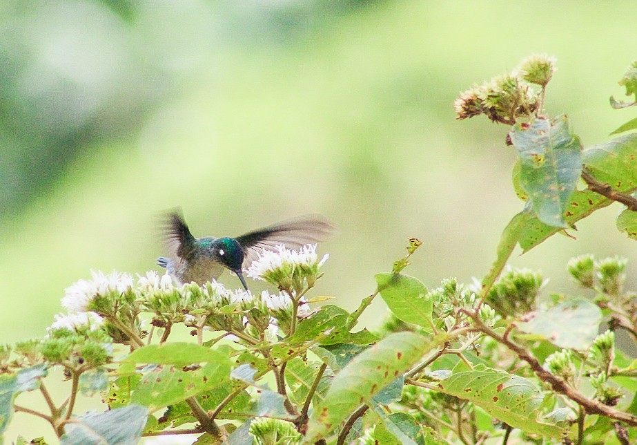 Violet-headed Hummingbird - Julian Artunduaga Pinto