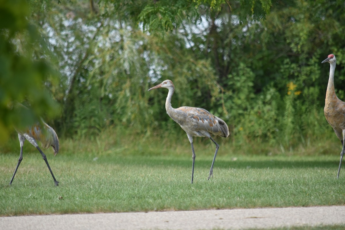 Sandhill Crane - ML620642711