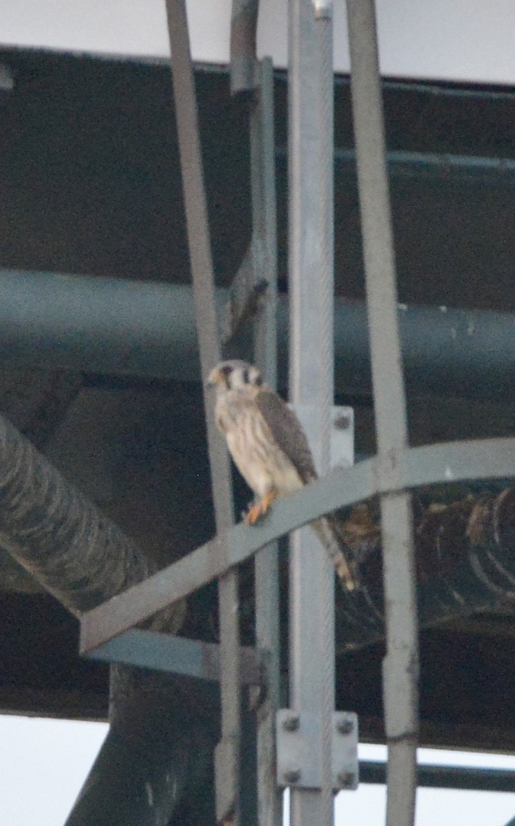 American Kestrel - ML620642714