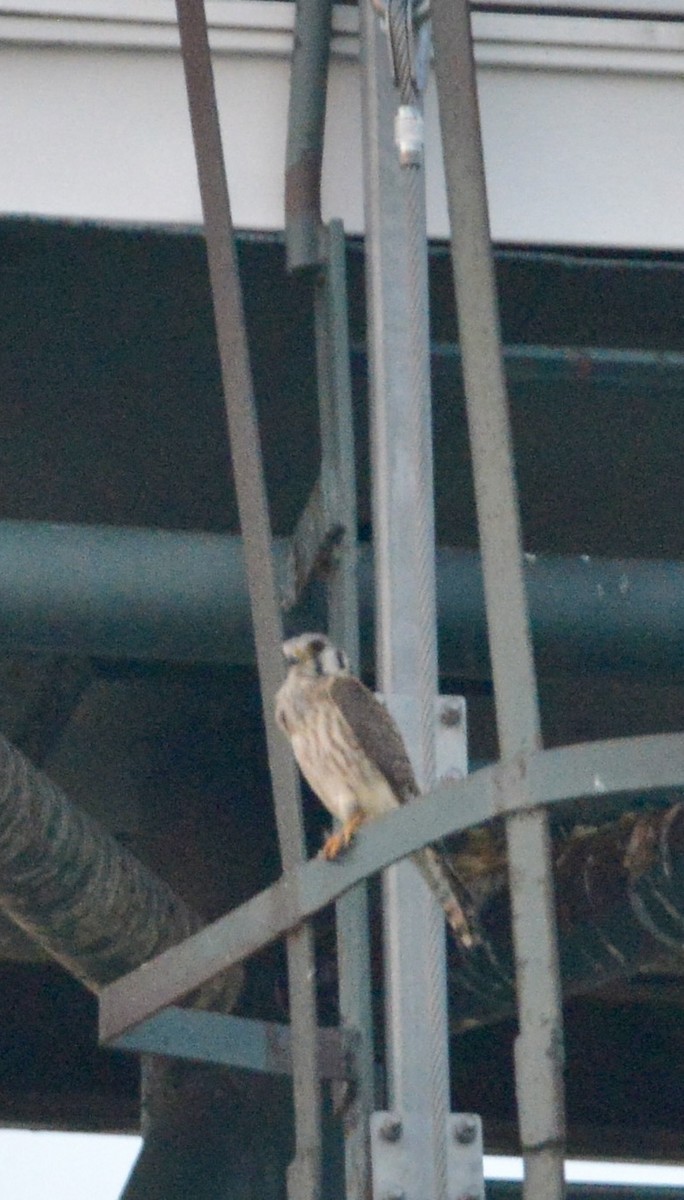 American Kestrel - ML620642715