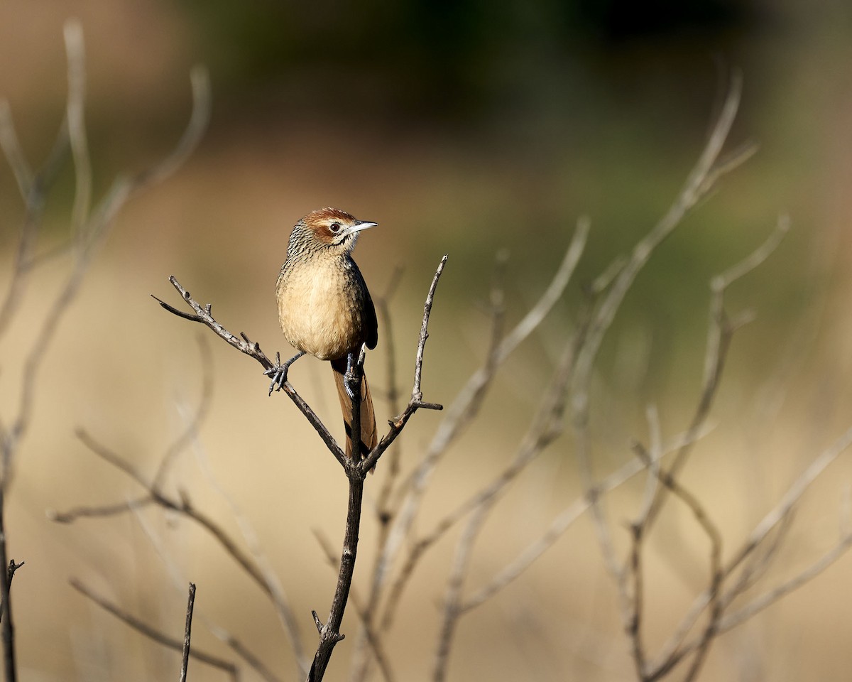 Cape Grassbird - ML620642716