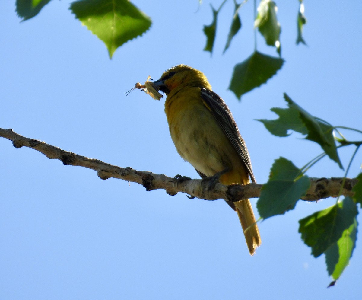 Bullock's Oriole - ML620642717