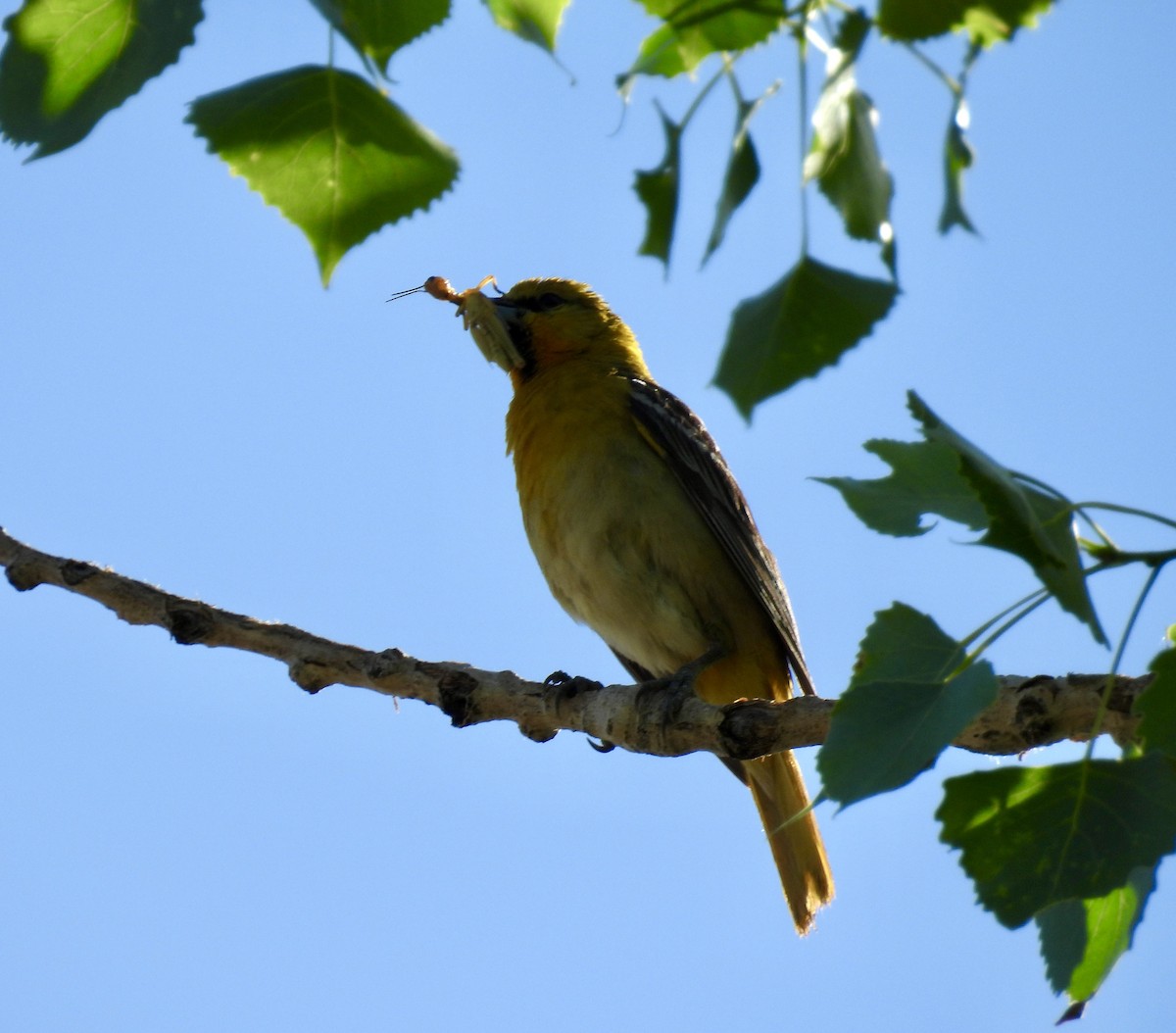 Oriole de Bullock - ML620642718