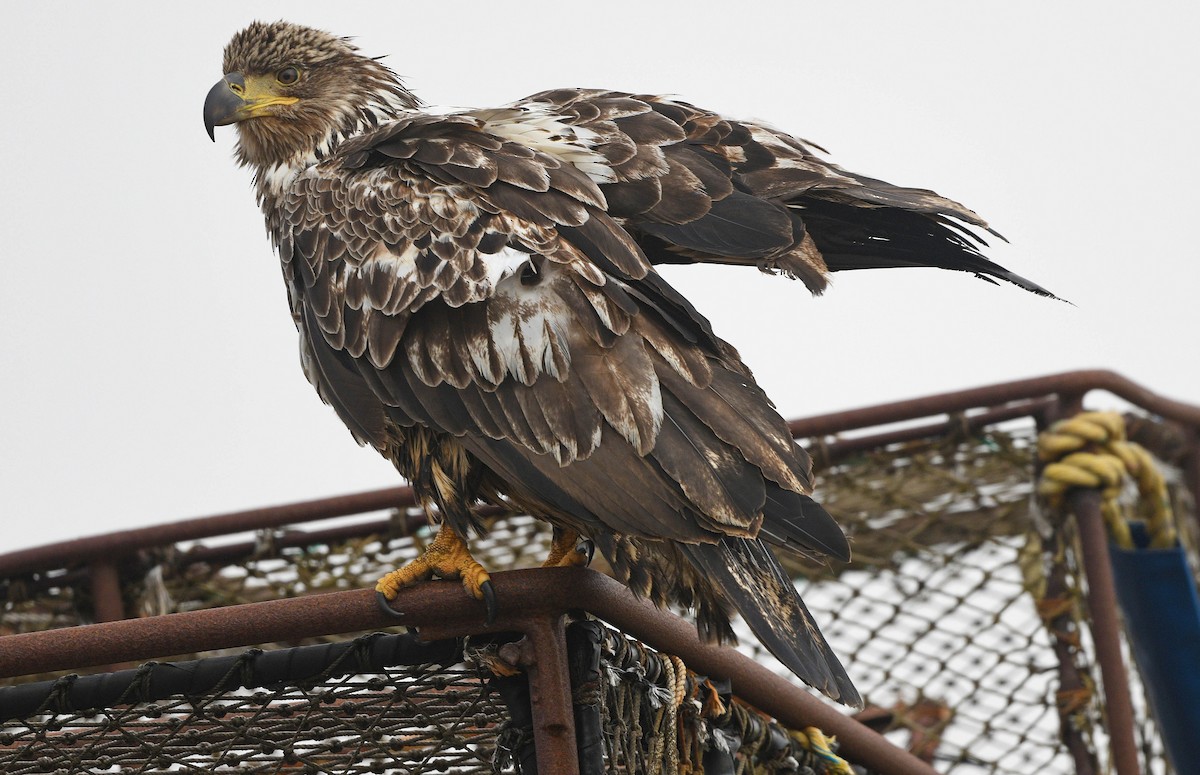 Weißkopf-Seeadler - ML620642719