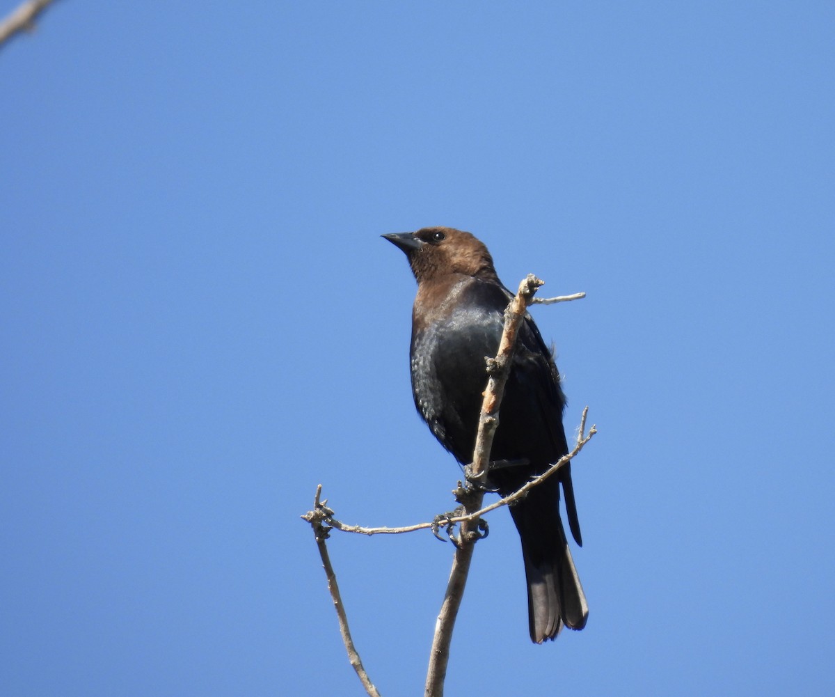 Brown-headed Cowbird - ML620642720