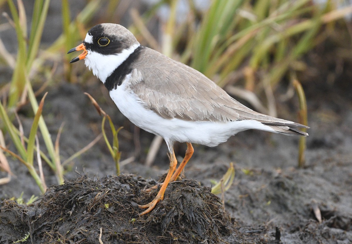 Semipalmated Plover - ML620642721