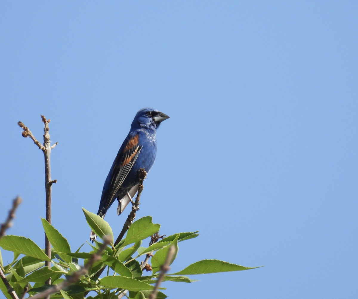 Guiraca bleu - ML620642723