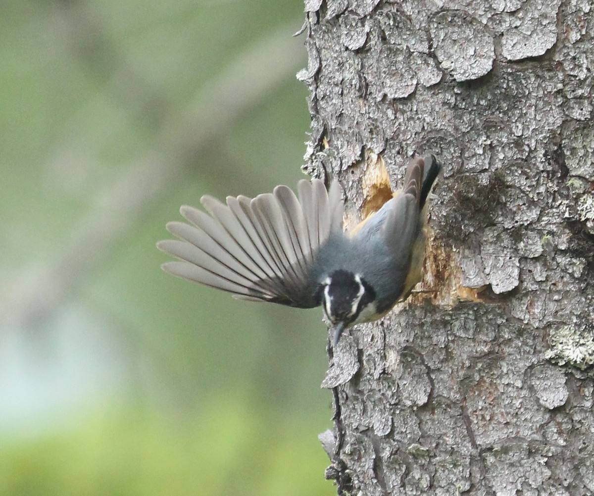 Red-breasted Nuthatch - ML620642726