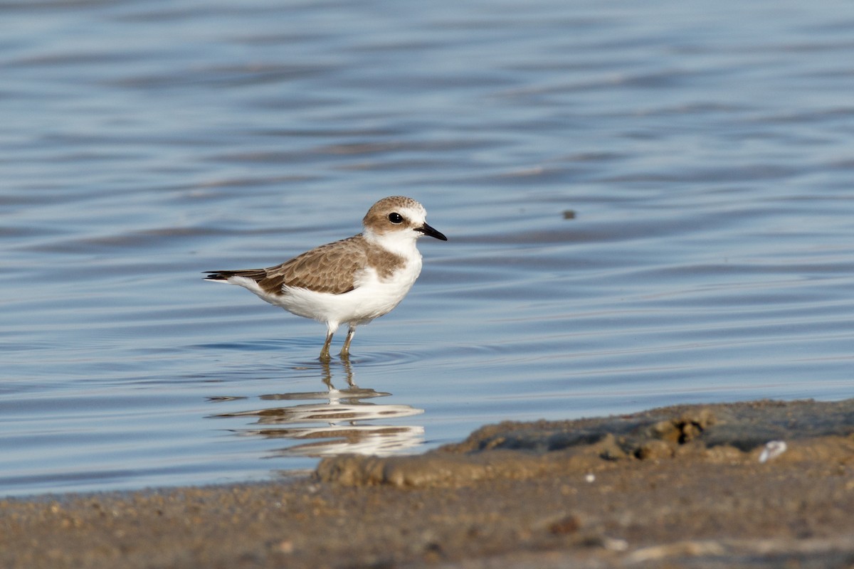 Kentish Plover - Delfin Gonzalez