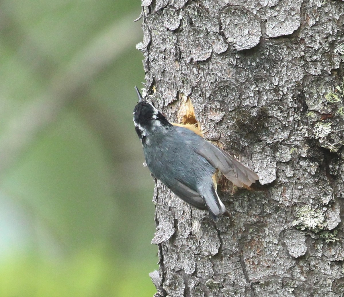 Red-breasted Nuthatch - ML620642728