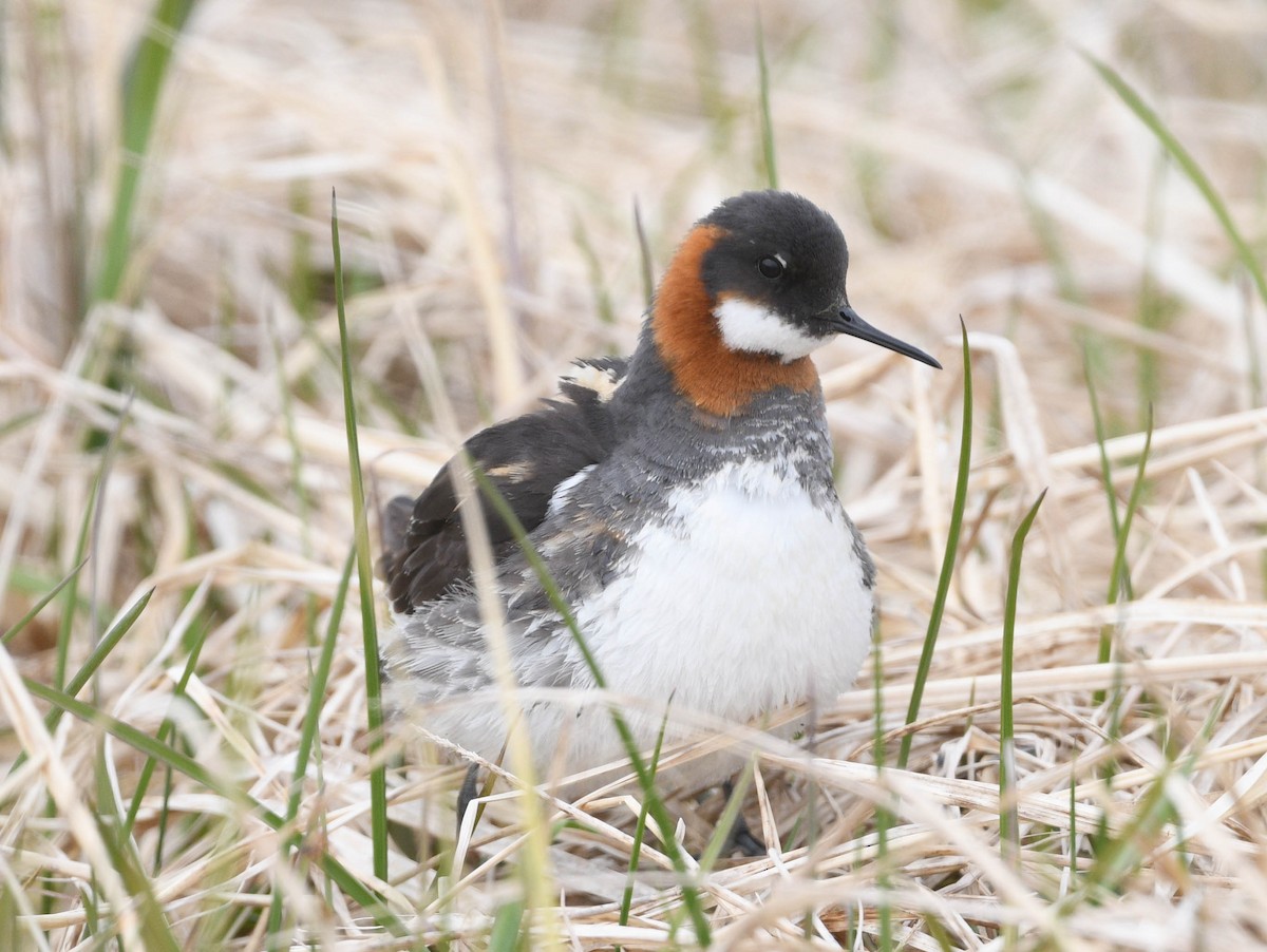 Red-necked Phalarope - ML620642729