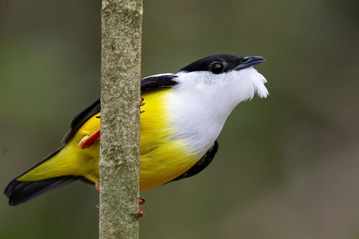 White-collared Manakin - Juan Diego Vargas