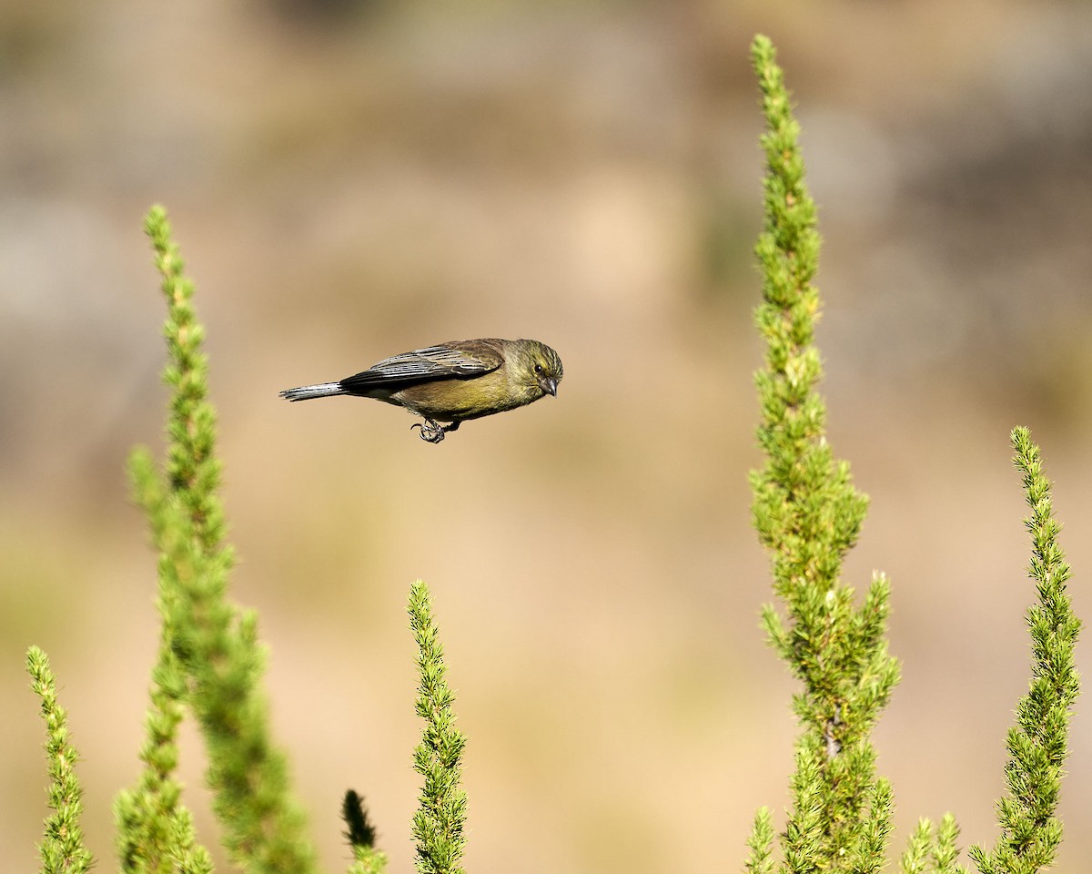 Drakensberg Siskin - ML620642732