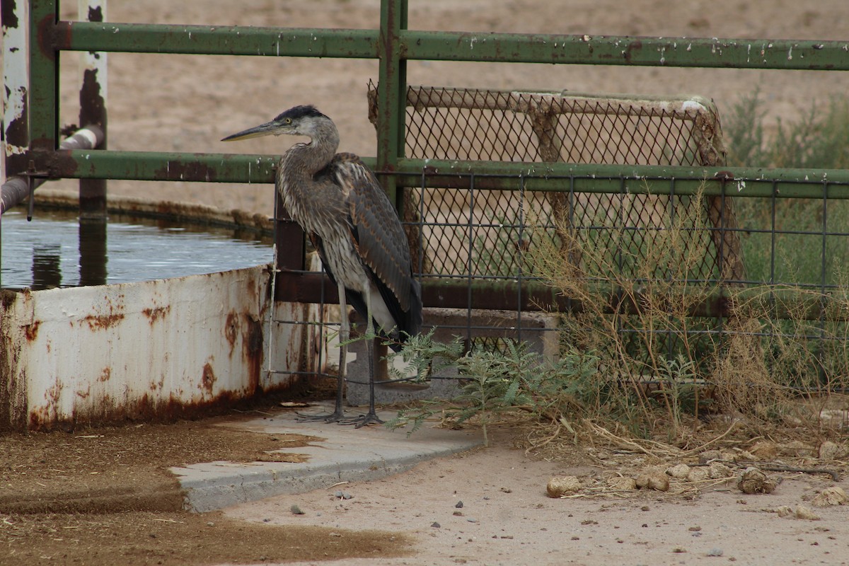 Garza Azulada - ML620642733