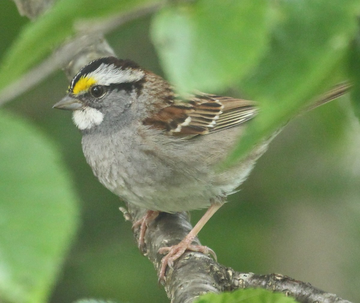 White-throated Sparrow - ML620642734