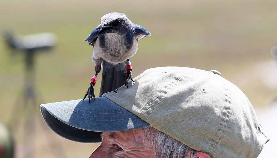 Florida Scrub-Jay - ML620642735