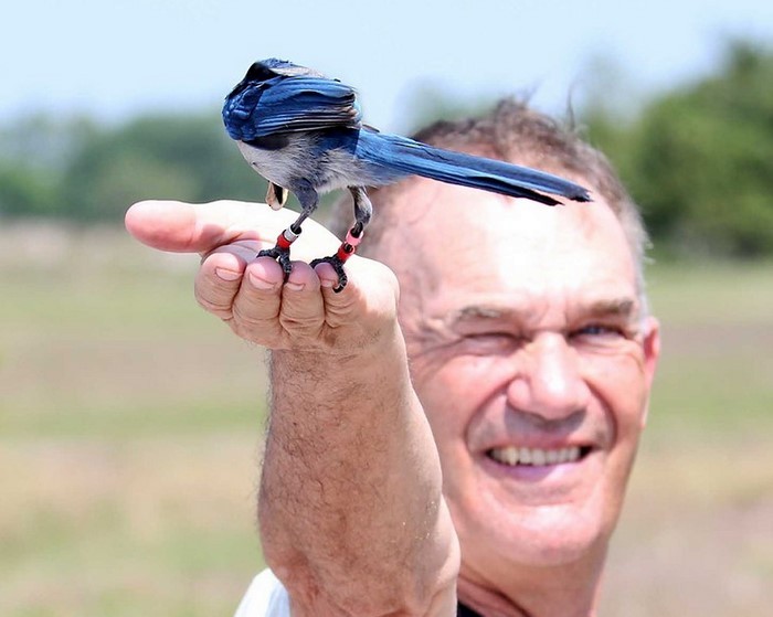 Florida Scrub-Jay - ML620642736